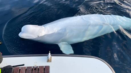 FILE PHOTO: A beluga whale, nicknamed Hvaldimir.