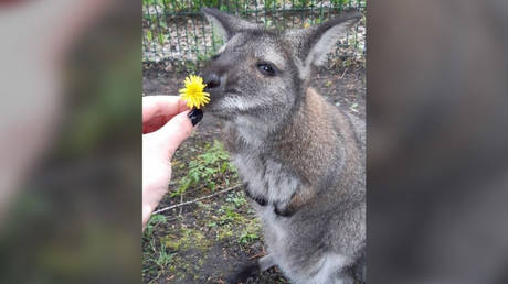 File photo: Grundy the Bennett's tree kangaroo killed at the Belgorod Zoo