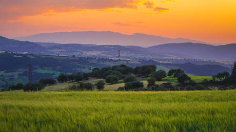 FILE PHOTO: Agricultural field in Guelma province, Algeria.