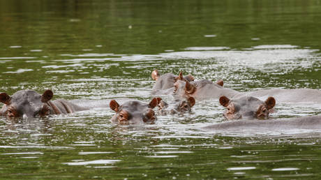 Hippos are seen swimming close to the Magdalena River in Doradal, Colombia on March 29, 2022.