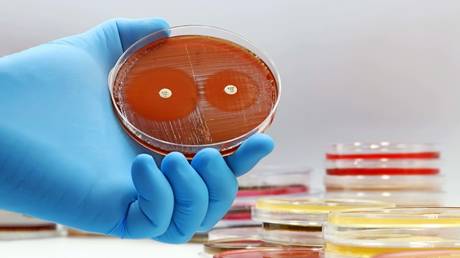 FILE PHOTO: A microbiological culture Petri dish with bacteria and an antibiotic resistance test.