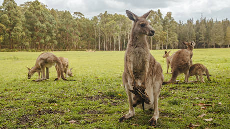 A mob of kangaroos in New South Wales, Australia.